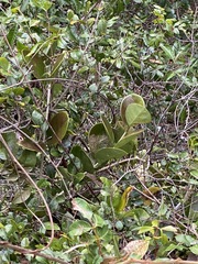Hoya australis australis