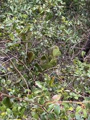 Hoya australis australis