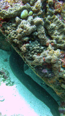 Gymnothorax funebris