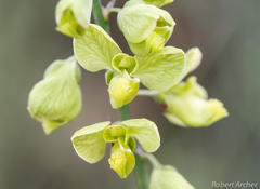 Polygala leendertziae
