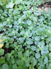 Phedimus