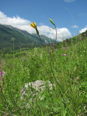 Pseudopodospermum strictum