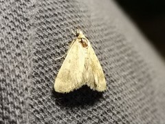 Tegostoma comparalis