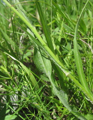 Pseudopodospermum strictum