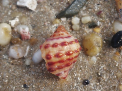 Mancinella alouina (Röding, 1798)