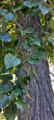 Populus
