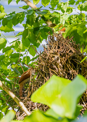 Certhiaxis cinnamomeus