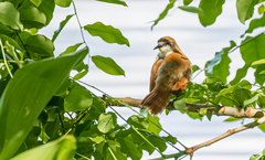 Certhiaxis cinnamomeus