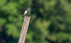 Tachycineta albiventer