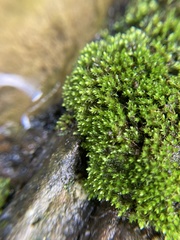 Bryum blandum