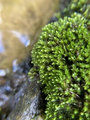 Bryum blandum
