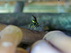 Leucospis bifasciata