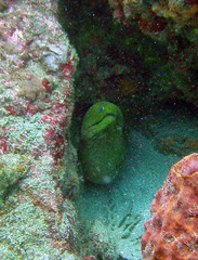 Gymnothorax funebris