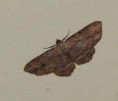 Xanthorhoe anaspila