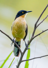 Donacobius atricapilla