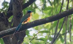 Momotus subrufescens