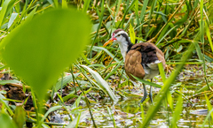 Jacana jacana