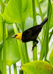 Chrysomus icterocephalus