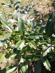 Craniophora ligustri