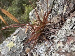 Sarcochilus ceciliae
