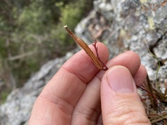 Sarcochilus ceciliae