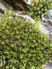 Ptychomitrium australe