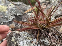 Sarcochilus ceciliae