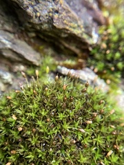 Ptychomitrium australe