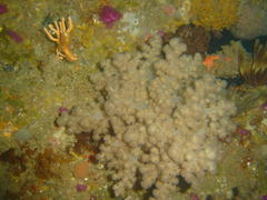 Eunephthya thyrsoidea