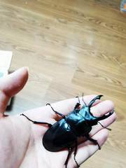 Neolucanus perarmatus