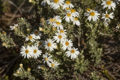 Olearia phlogopappa