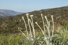 Celmisia asteliifolia