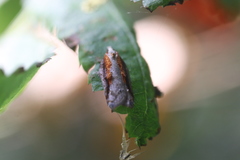 Acleris cristana