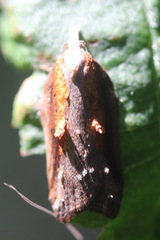Acleris cristana