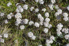 Pimelea axiflora alpina