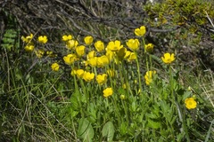 Ranunculus graniticola