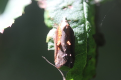 Acleris cristana