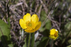 Ranunculus graniticola