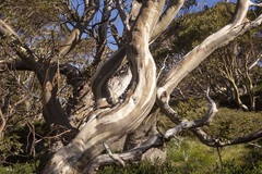 Eucalyptus pauciflora