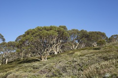 Eucalyptus pauciflora