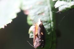 Acleris cristana
