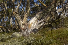 Eucalyptus pauciflora