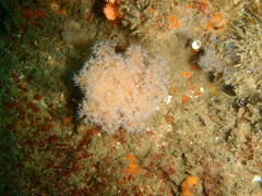 Leptophyton benayahui