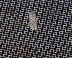 Phylomictis sarcinopa