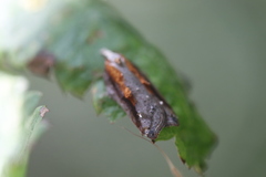 Acleris cristana
