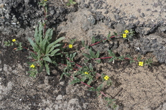Camissoniopsis lewisii