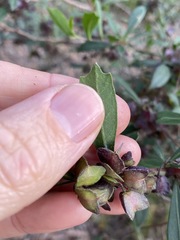 Dodonaea triangularis