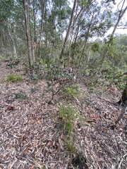Dodonaea triangularis