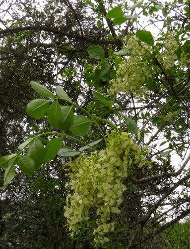 iNaturalist observation photo of California Ash