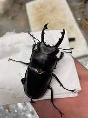 Neolucanus perarmatus